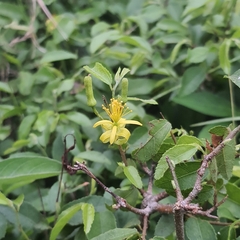 Grewia caffra
