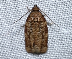 Argyrotaenia amatana