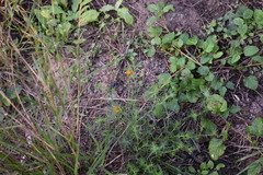 Thymophylla tenuiloba