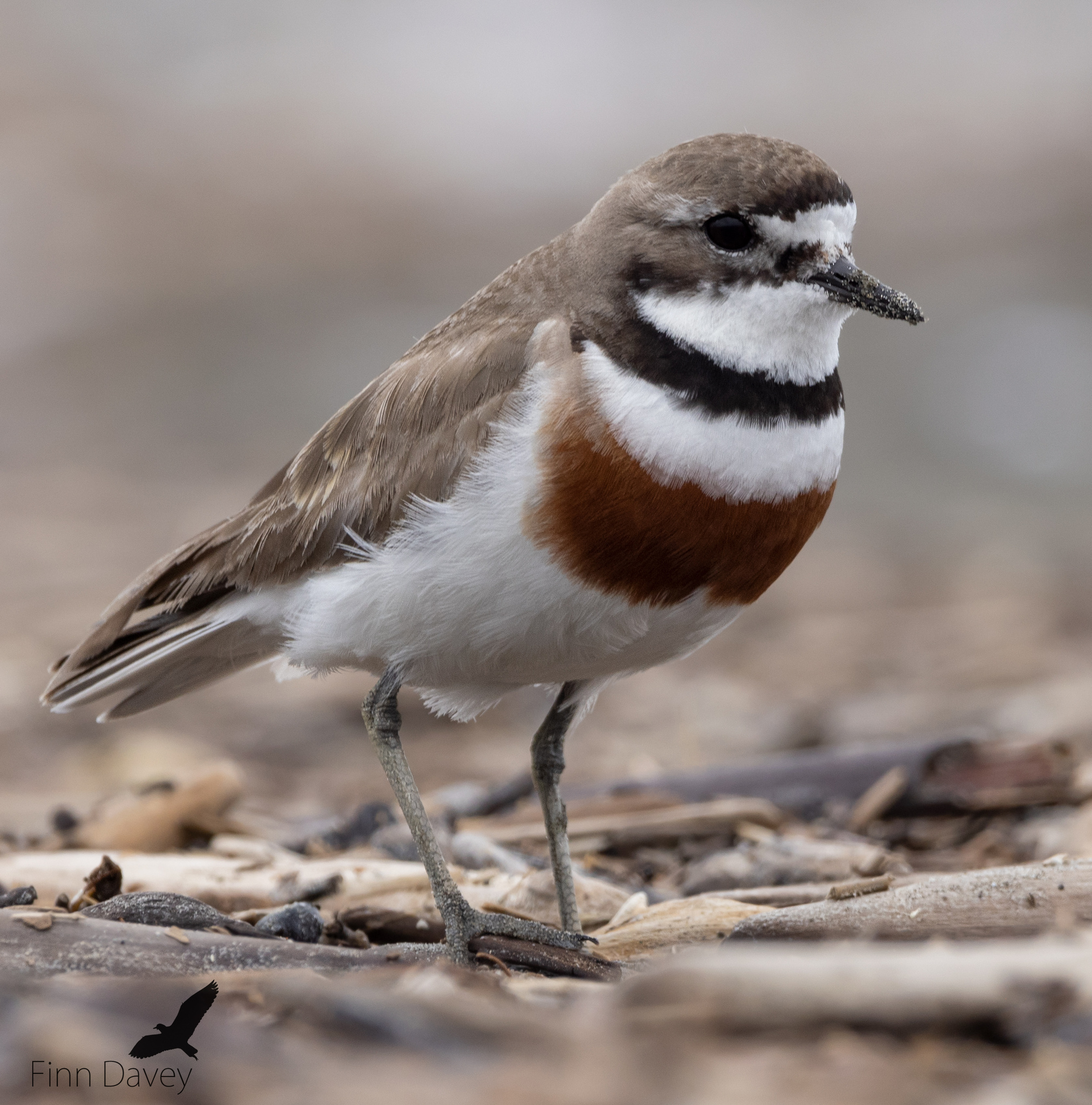 New Zealand Double-banded Plover (Subspecies Charadrius bicinctus  bicinctus) · iNaturalist