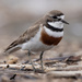 New Zealand Double-banded Plover - Photo (c) Finn Davey, some rights reserved (CC BY-NC), uploaded by Finn Davey