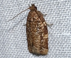 Argyrotaenia amatana