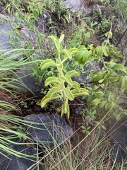 Kalanchoe sexangularis