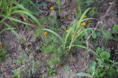 Thymophylla tenuiloba