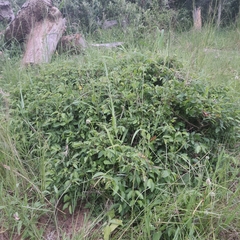 Grewia caffra