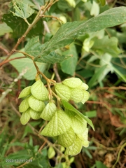 Flemingia strobilifera