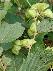 Flemingia strobilifera