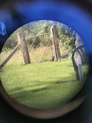 Porphyrio hochstetteri