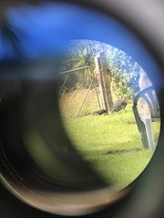 Porphyrio hochstetteri