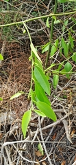 Vallesia glabra