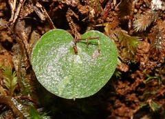 Corybas echinulus