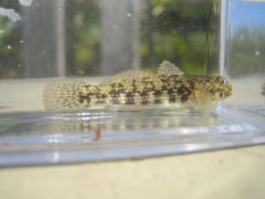 Bathygobius soporator