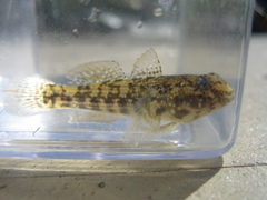 Bathygobius soporator