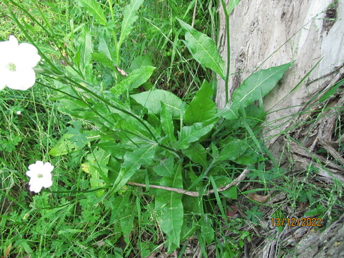 Image of Nicotiana suaveolens by (c) Sofia Zvolanek, some rights reserved (CC BY)