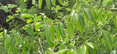 Vallesia glabra