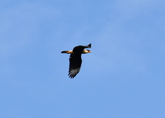 Caracara plancus cheriway