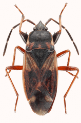 Eremocoris borealis
