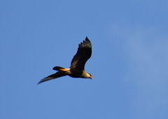 Caracara plancus cheriway