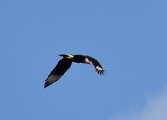 Caracara plancus cheriway
