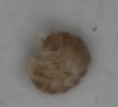 Armadilloniscus lindahli