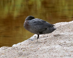 Hymenolaimus malacorhynchos