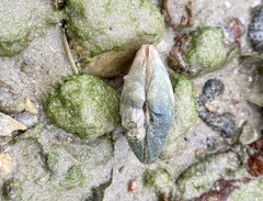 Meretrix