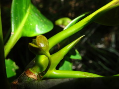 Crossostylis grandiflora