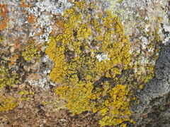 Acarosporaceae