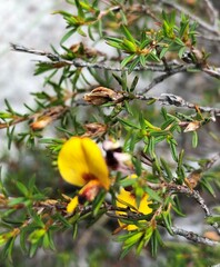 Pultenaea laxiflora