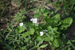 Nerisyrenia camporum