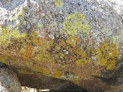 Acarosporaceae