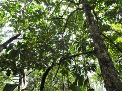 Crossostylis grandiflora