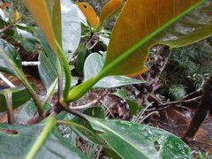 Crossostylis grandiflora