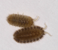 Armadilloniscus lindahli