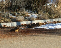 Sciurus niger