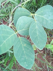 Mucuna pruriens