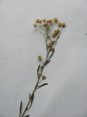 Erigeron strigosus strigosus