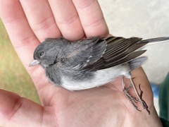 Junco hyemalis