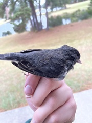 Junco hyemalis