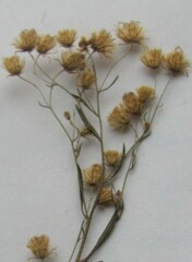 Erigeron strigosus strigosus