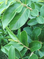 Antidesma venosum