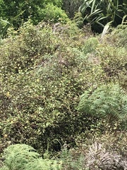 Poodytes punctatus vealeae