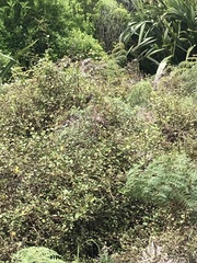 Poodytes punctatus vealeae