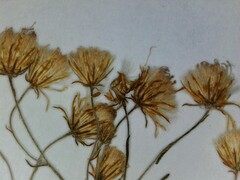 Erigeron strigosus strigosus
