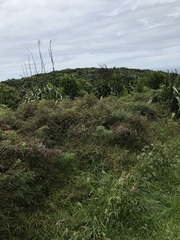 Poodytes punctatus vealeae