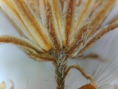 Erigeron strigosus strigosus