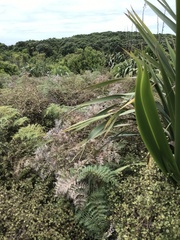 Poodytes punctatus vealeae