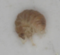 Armadilloniscus lindahli