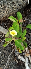 Cordia lutea