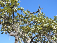 Quercus resinosa
